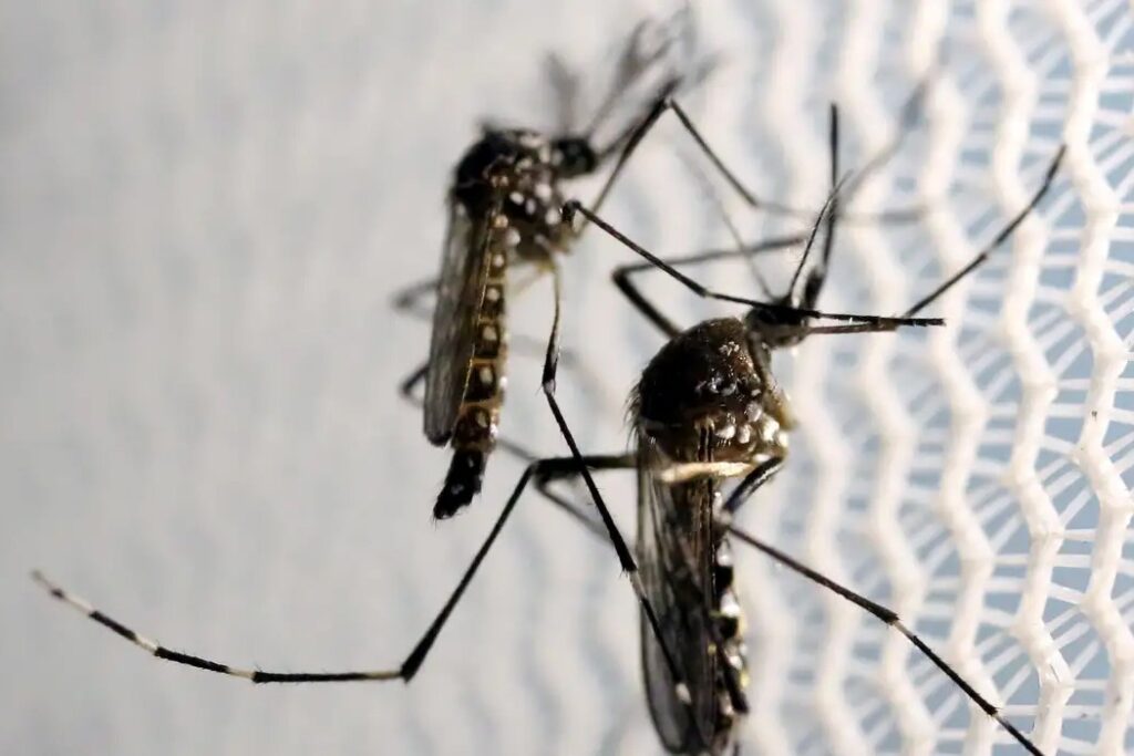 Butantan recebe autorização para fabricar vacina contra chikungunya