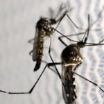 Butantan recebe autorização para fabricar vacina contra chikungunya