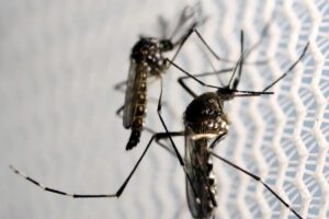Butantan recebe autorização para fabricar vacina contra chikungunya