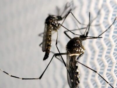 Butantan recebe autorização para fabricar vacina contra chikungunya