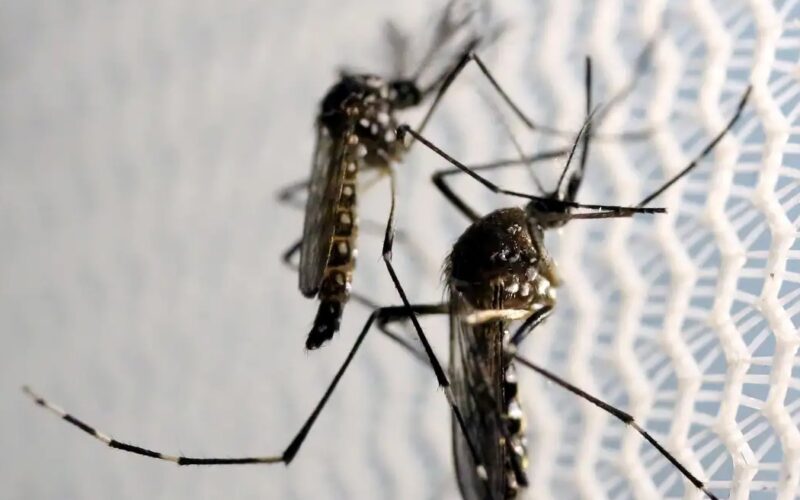 Butantan recebe autorização para fabricar vacina contra chikungunya