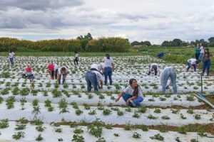 Mulheres do campo: 100 certificadas em Brazlândia